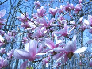 Magnolias
