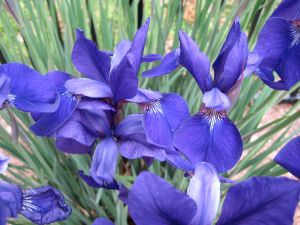 Irises